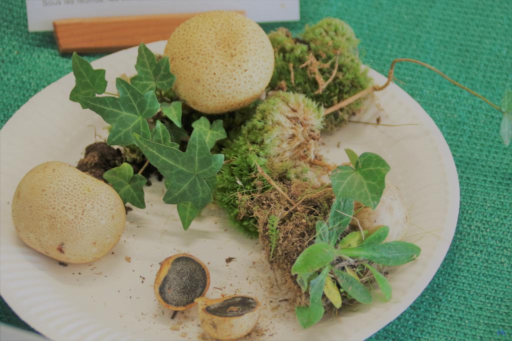 Scléroderme vulgaire