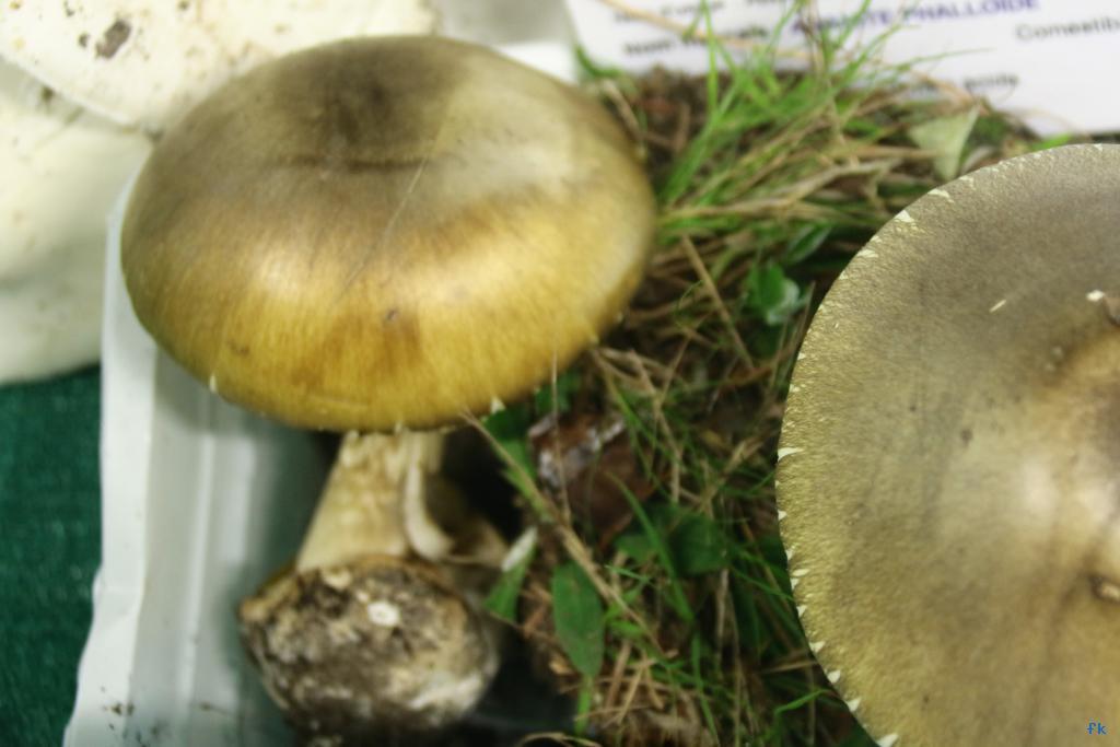 Amanite phalloide Amanite phalloide