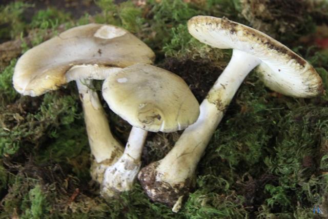 Amanite phalloide Amanite phalloide