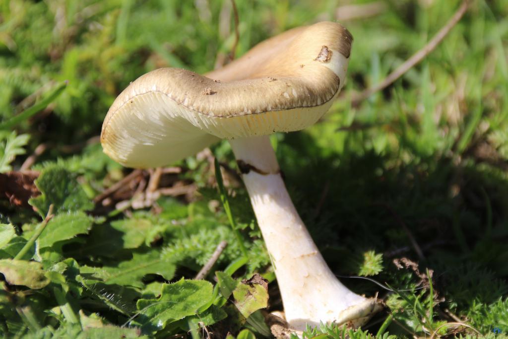 Amanite phalloide Amanite phalloide