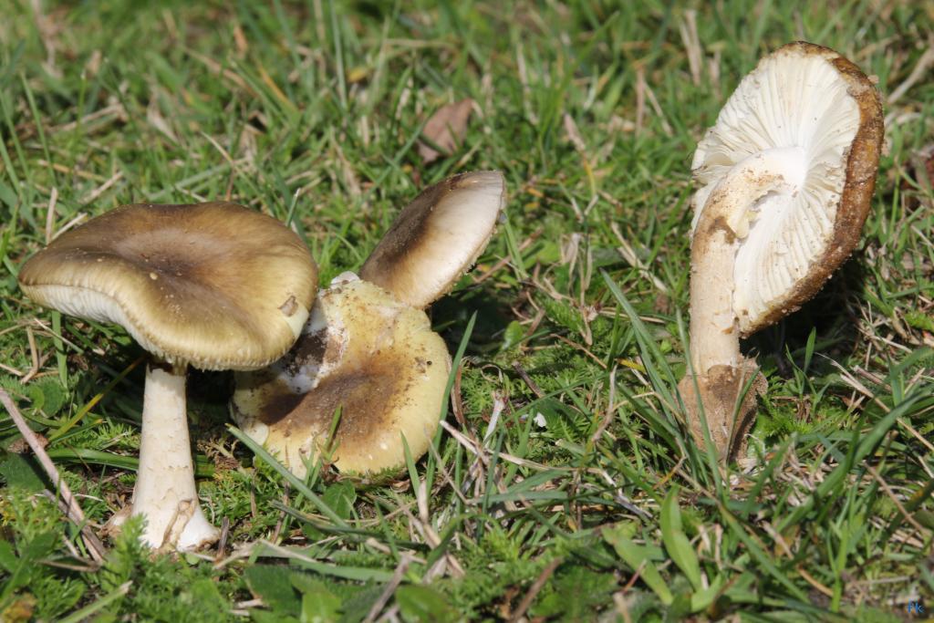 Amanite phalloide Amanite phalloide