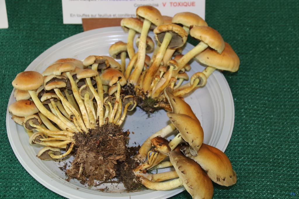 Hypholome en touffes Hypholome en touffes