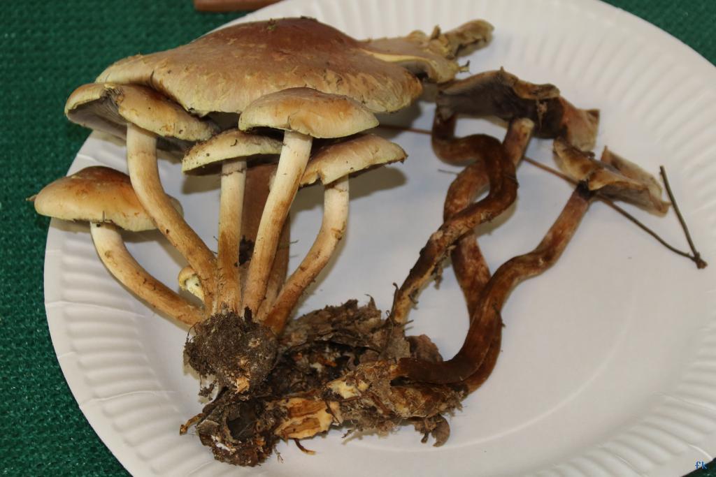 Hypholome rouge brique