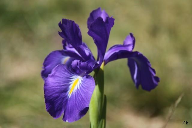 Iris bleue des Pyrénées