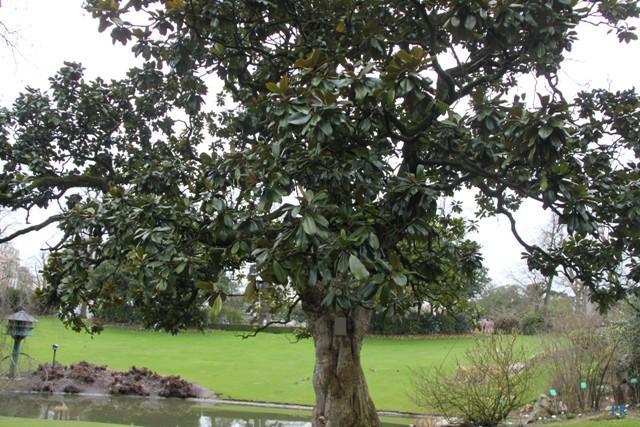 Magnolia à grandes feuilles