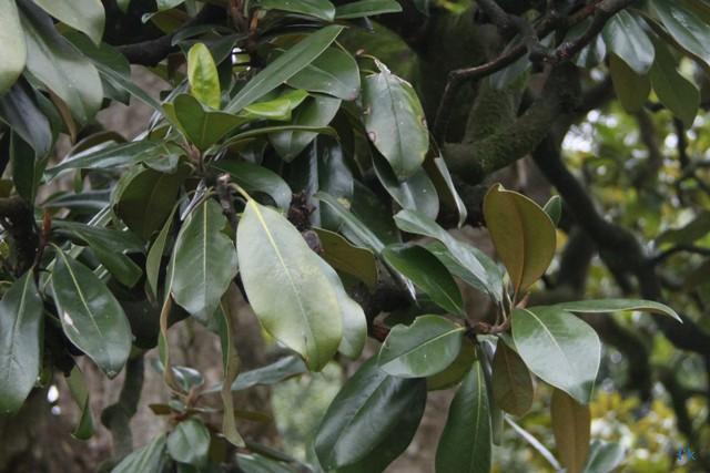 Magnolia à grandes feuilles