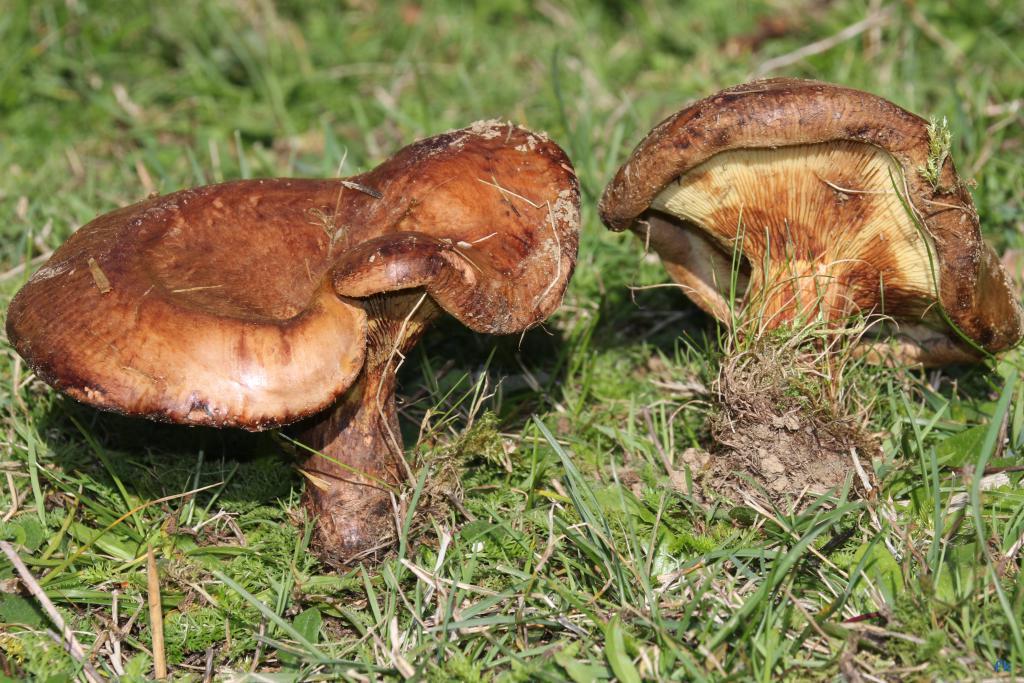 Paxille enroulé Paxille enroulé