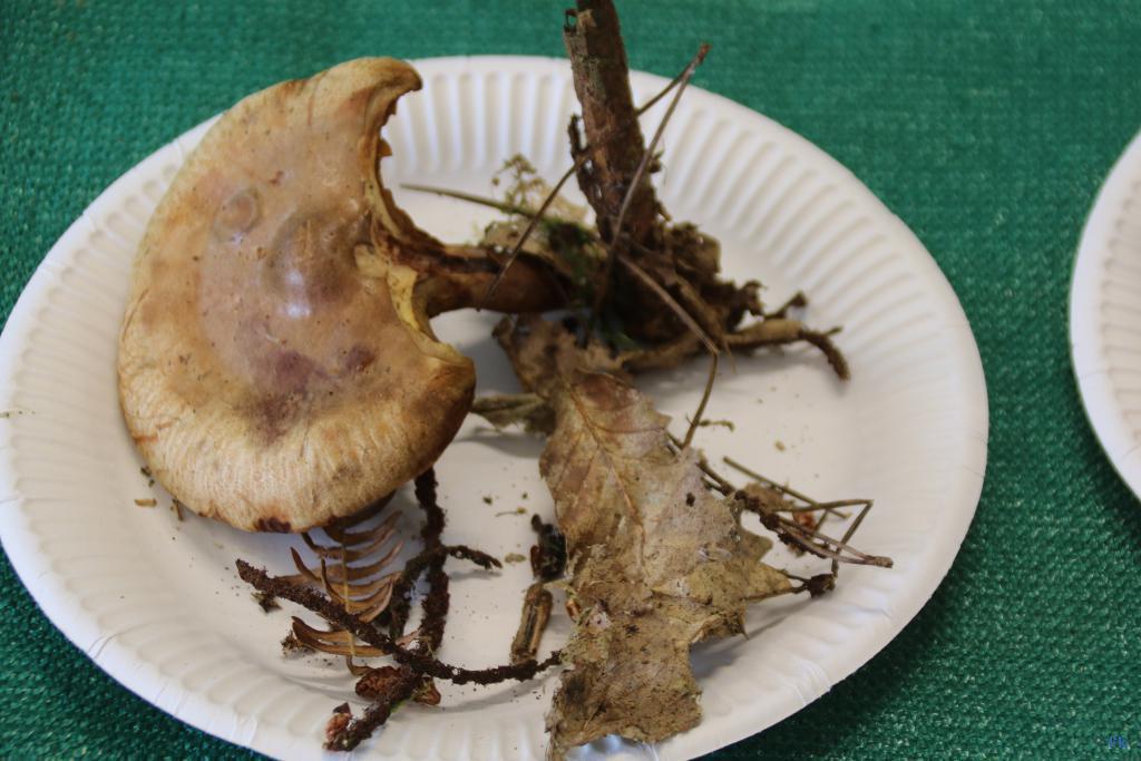 Paxille enroulé Paxille enroulé