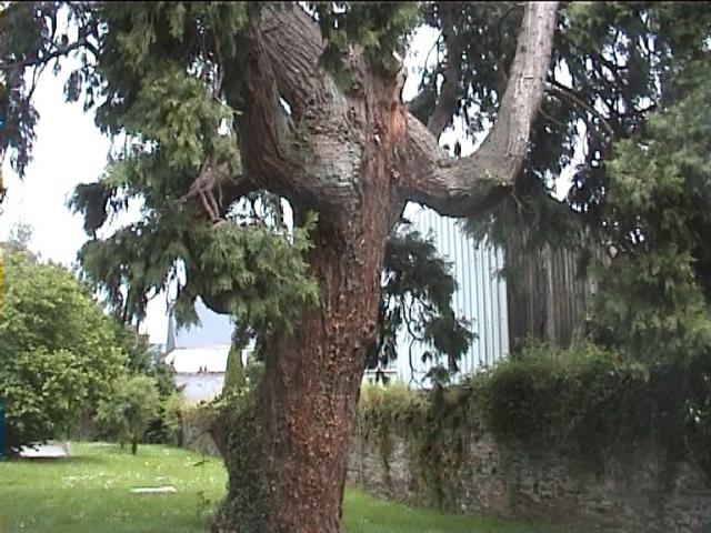 Séquoia giganteum