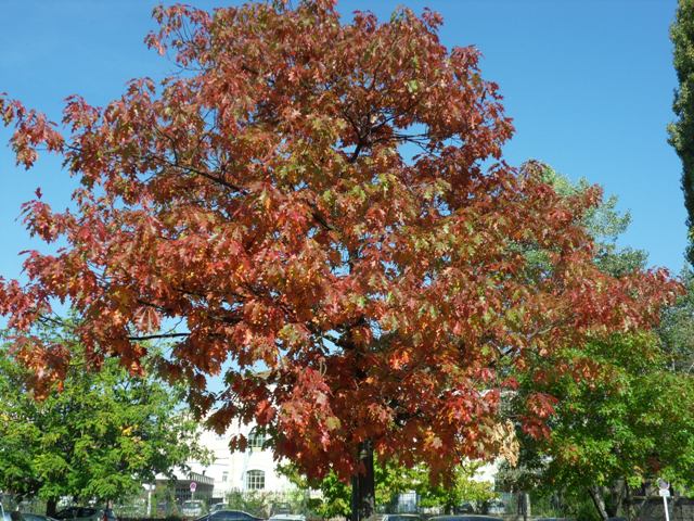 chênes aux jolies couleurs d'automne